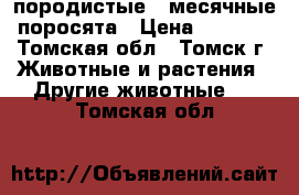 породистые 2-месячные поросята › Цена ­ 3 000 - Томская обл., Томск г. Животные и растения » Другие животные   . Томская обл.